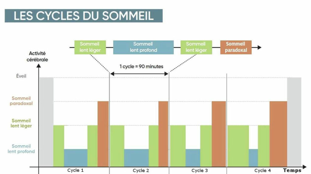 cycles du sommeil